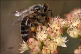 Včela medonosná (Apis mellifera), (foto 04_00_00162), kat. 1