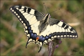 Otakárek fenyklový (Papilio machaon), (foto 04_00_00156), kat. 1