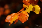 Podzimní listí (foto 05_00_00357)